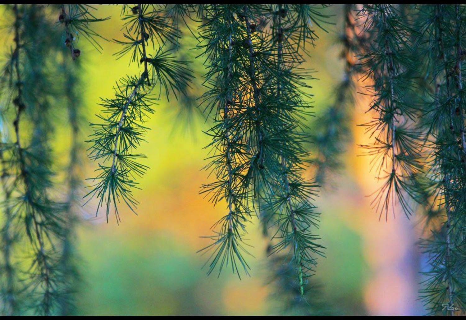 лес, шел, мимо, меня, Константин Янситов