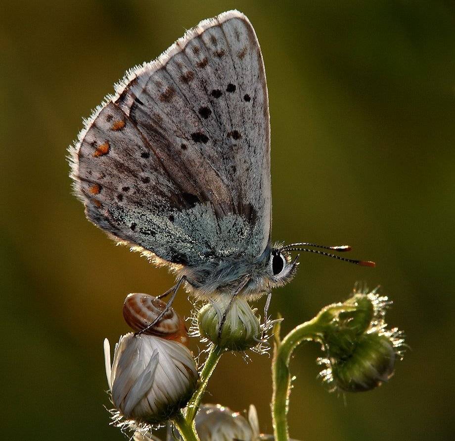 лето, бабочка, трава, Олег Сурьянинов