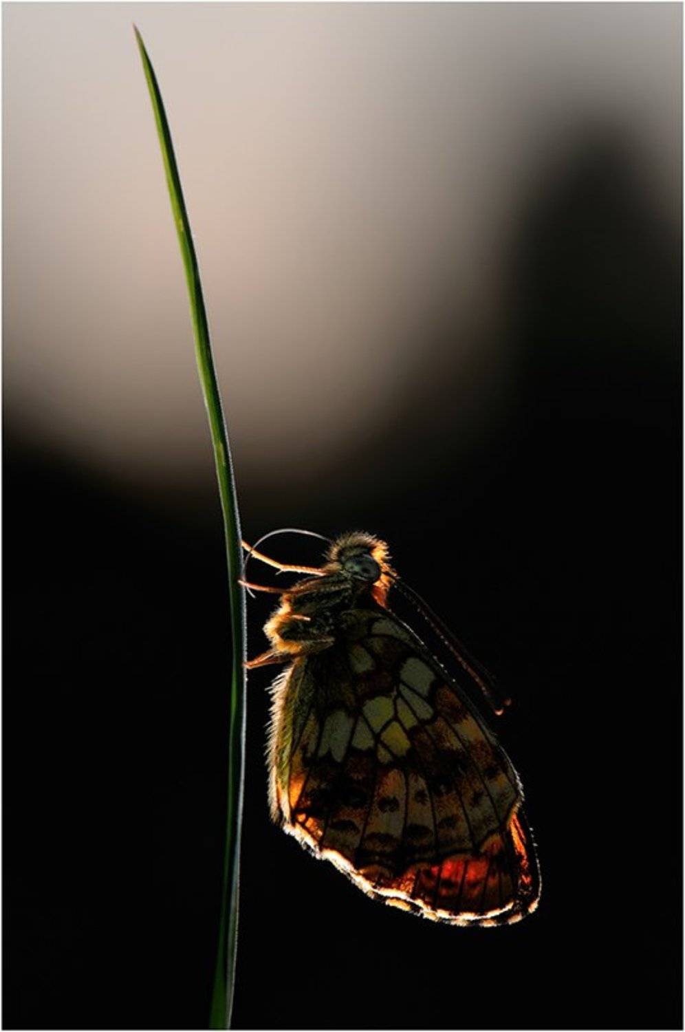 , Курочкин Валерий