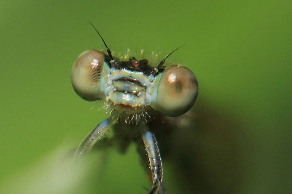 стрекоза, глаза, Леонид