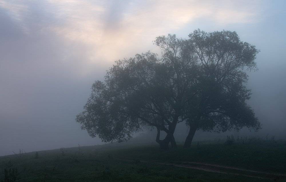 туман, дерево, куяшкино, Ольга Шуть