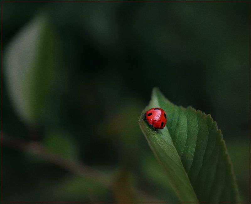 * фото превью