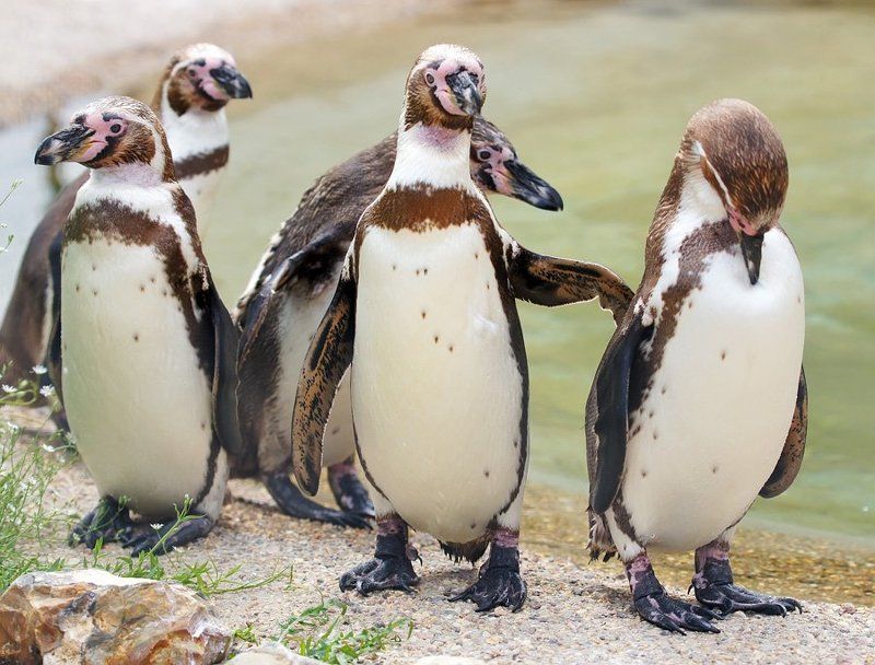 Строгое внушение фото превью