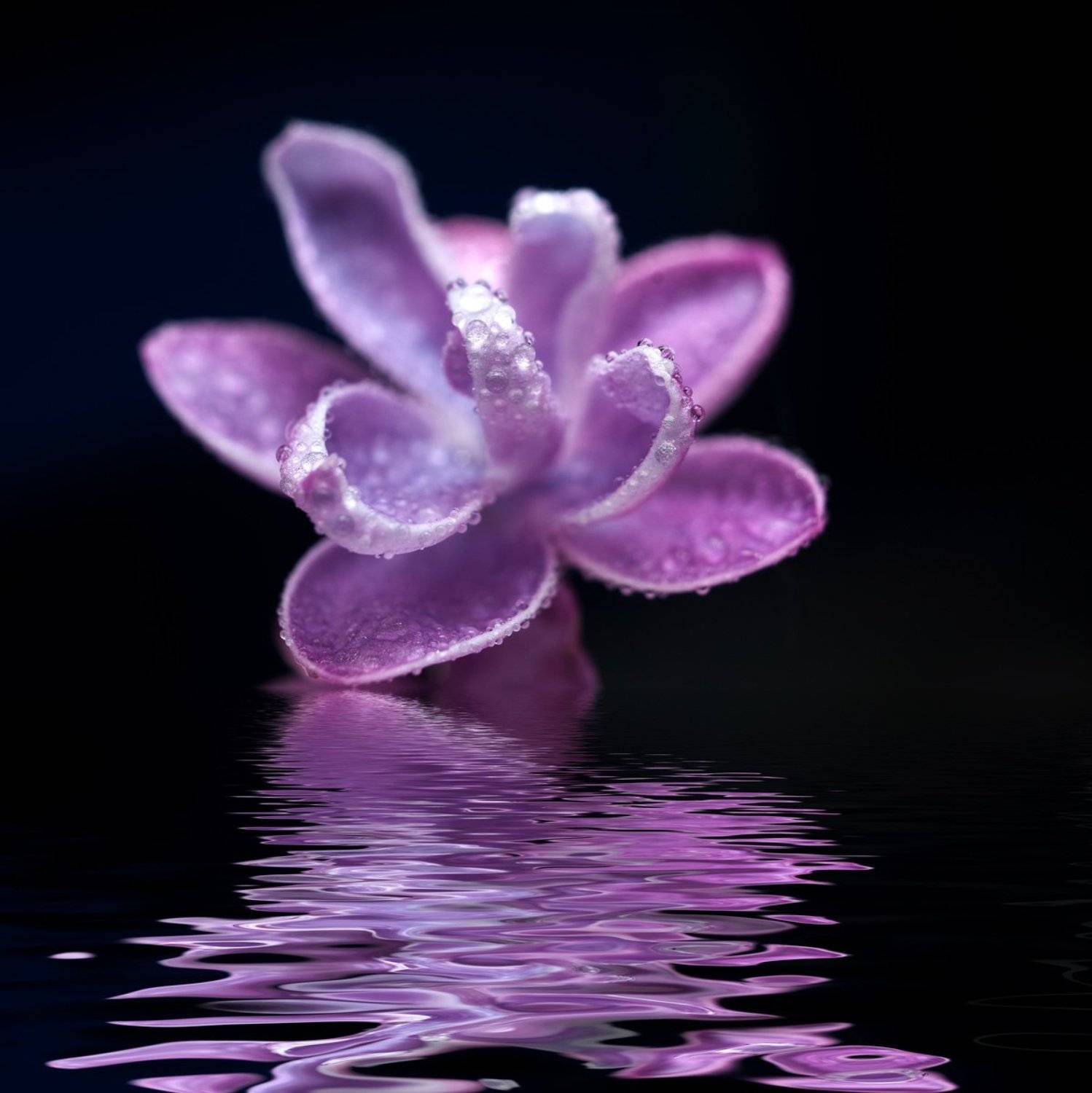 сирень,вода,макро,природа,отражение, Дмитрий Недочитанный