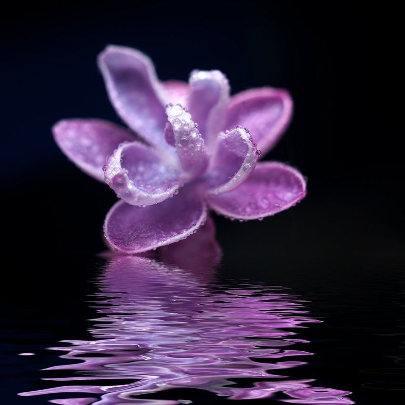 сирень,вода,макро,природа,отражение ~~@ фото превью