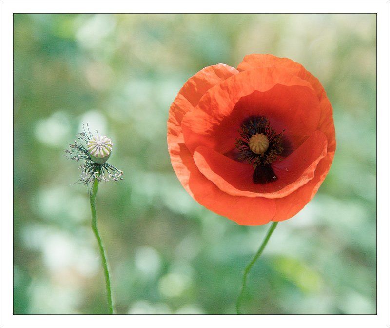 мак Красный мак фото превью