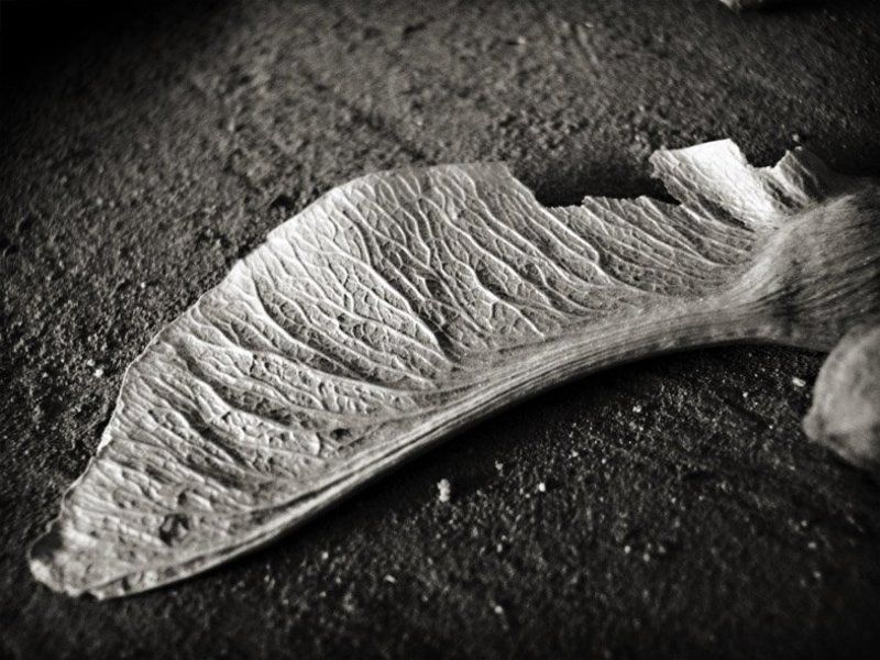 раненое крыло фото превью