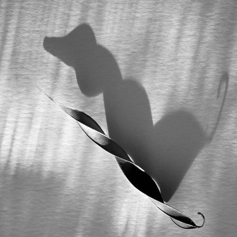 *** фото превью