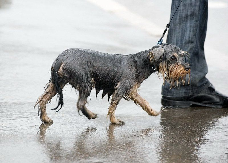 жизнь собачья фото превью