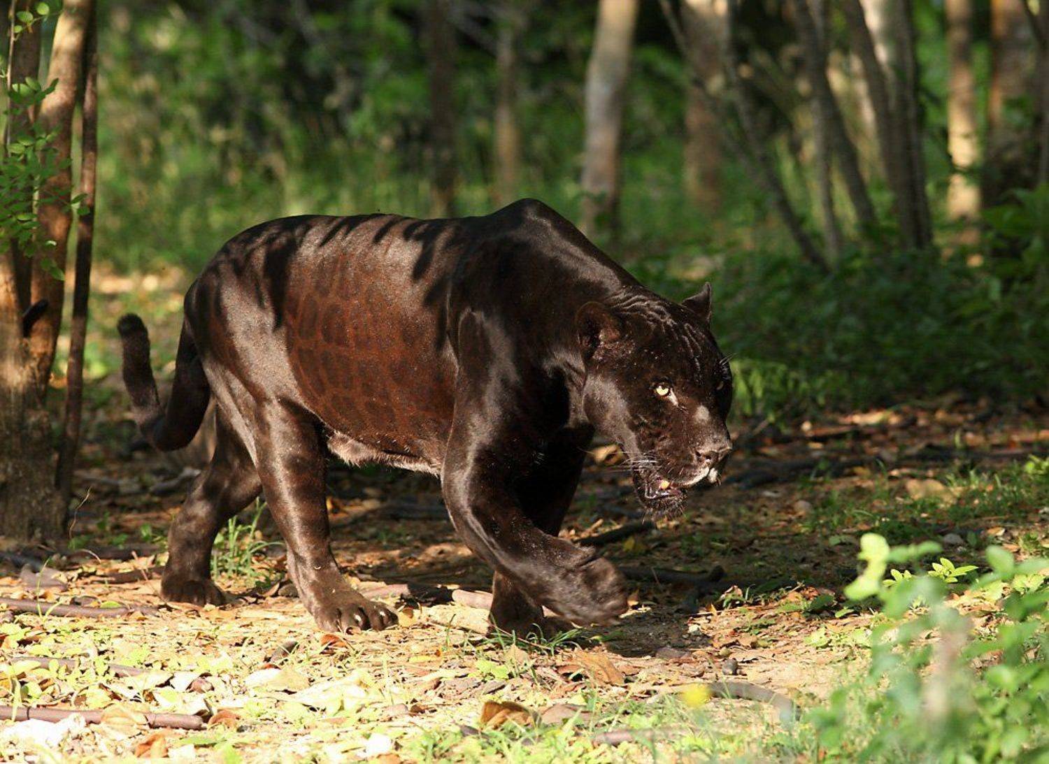 леопард, черный, вроде, Сергей Дорохин