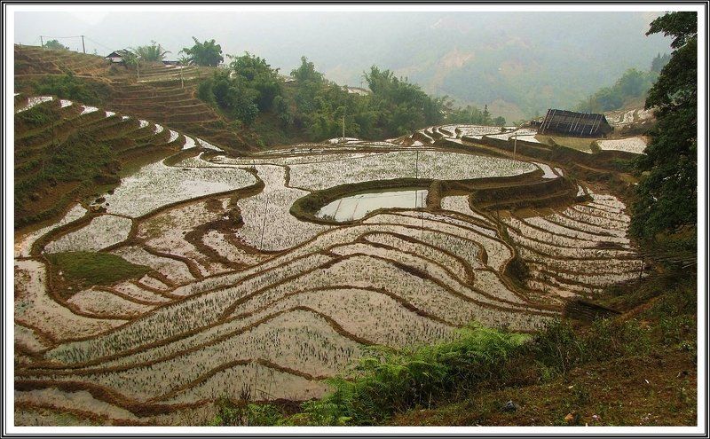 Рисовая деревня фото превью