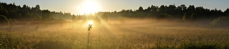 рассвет, лес, луг, солнце, туман Рассветная фото превью