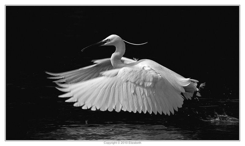 малая, белая, цапля, egretta, garzetta, израиль Little Egret фото превью