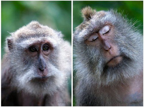 Лес обезьян