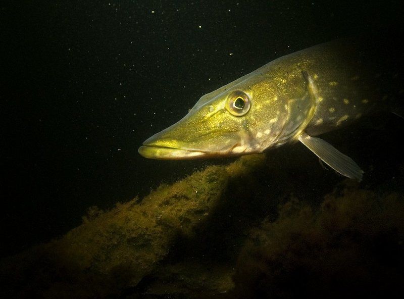 щука Портрет в интерьере фото превью