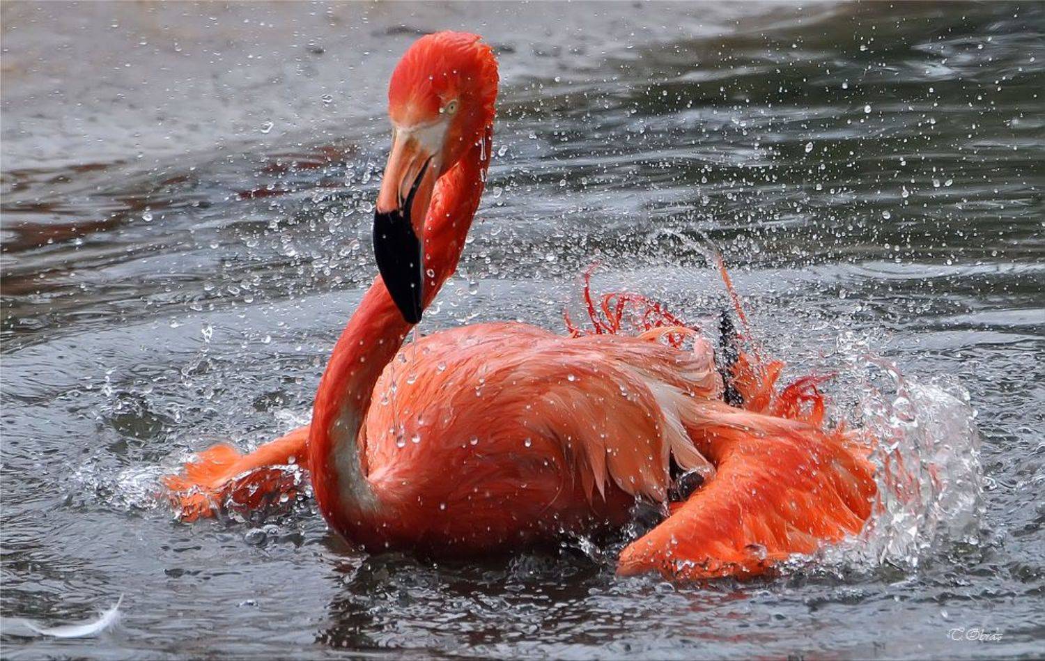 , Татьяна Образ