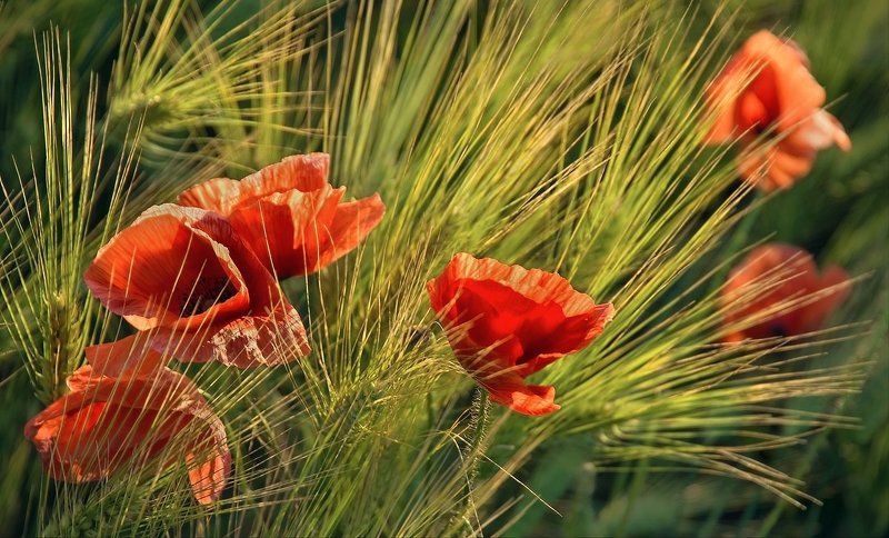 М А К И фото превью