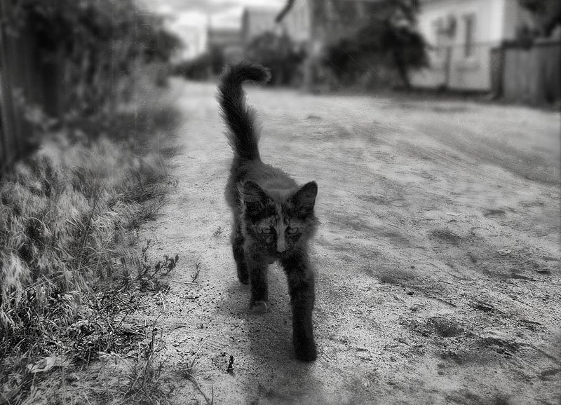 Хозяин улицы фото превью