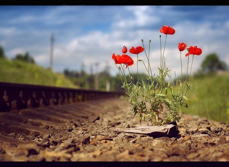 в суровых условиях..(или приказ выжить!) фото превью