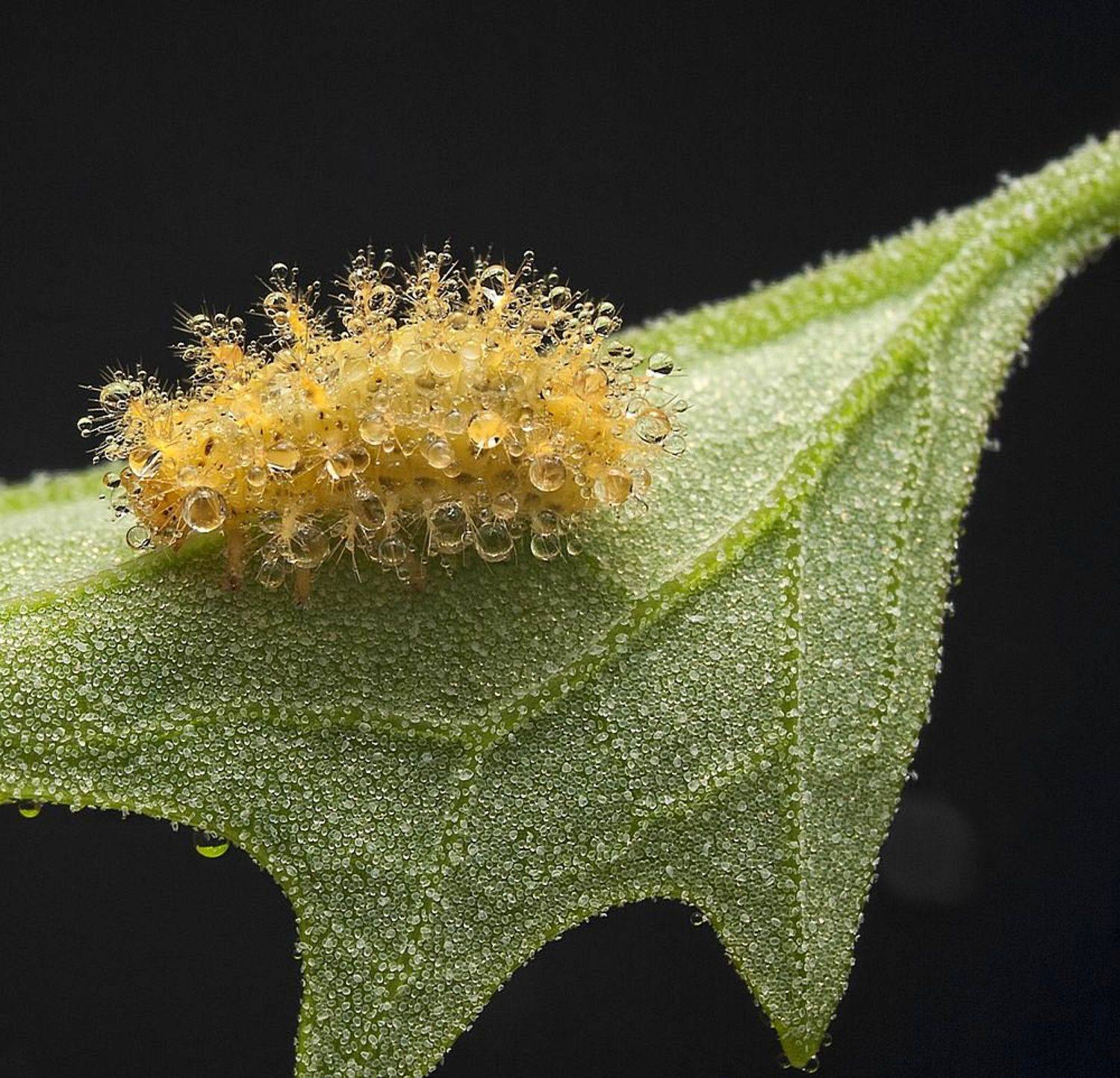 гусеница,листик,макро,роса,капельки.., Дмитрий Недочитанный