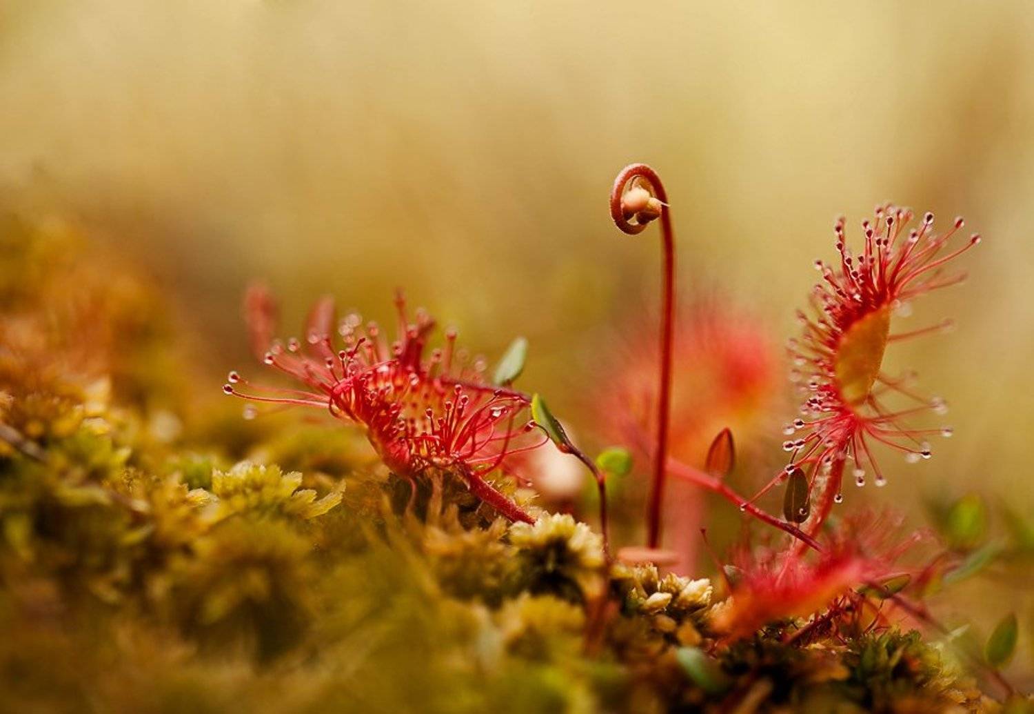 росянка, липучка, макро, Юлия