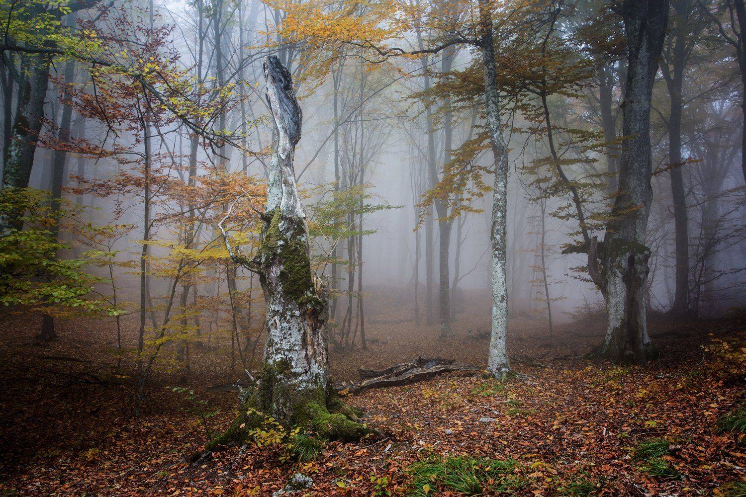 , Станислав Савицкий