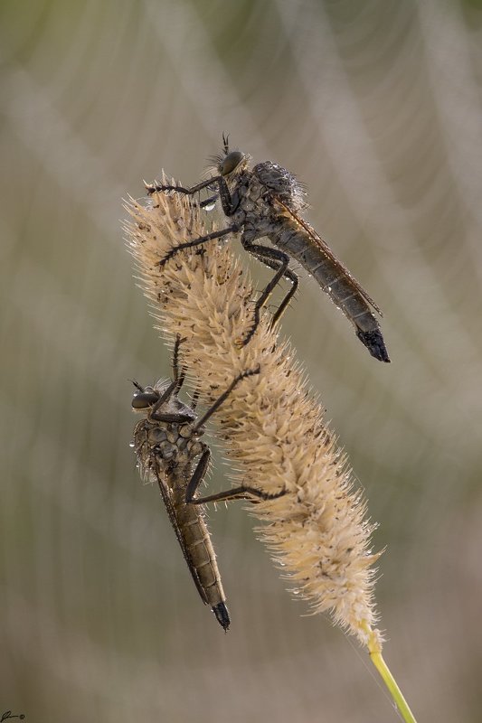 macro, makro, insect, wildlife, nature, Hunters фото превью
