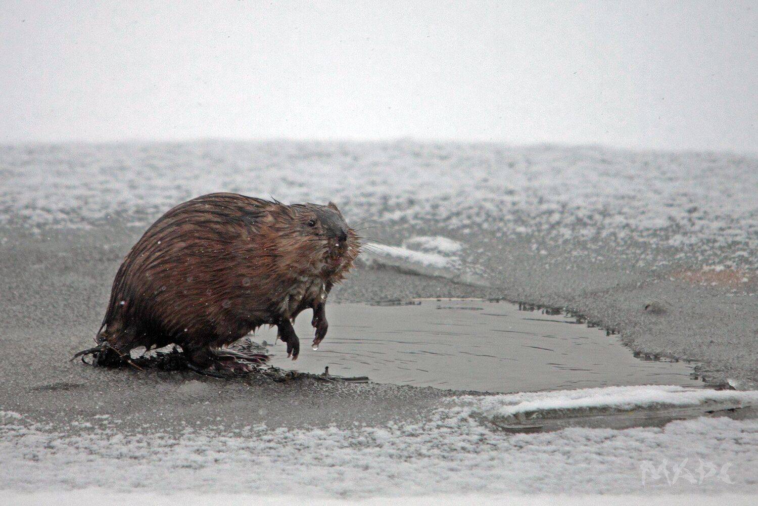 ондатра осень озеро лед, Шангареев Марс