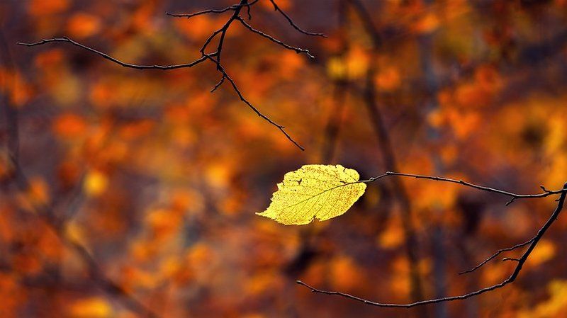 Я все еще здесь   ( I\'m still here) фото превью