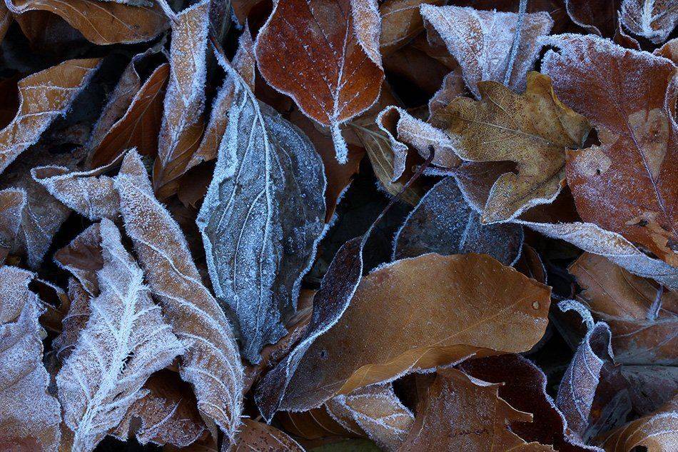 , Иваненко Светлана