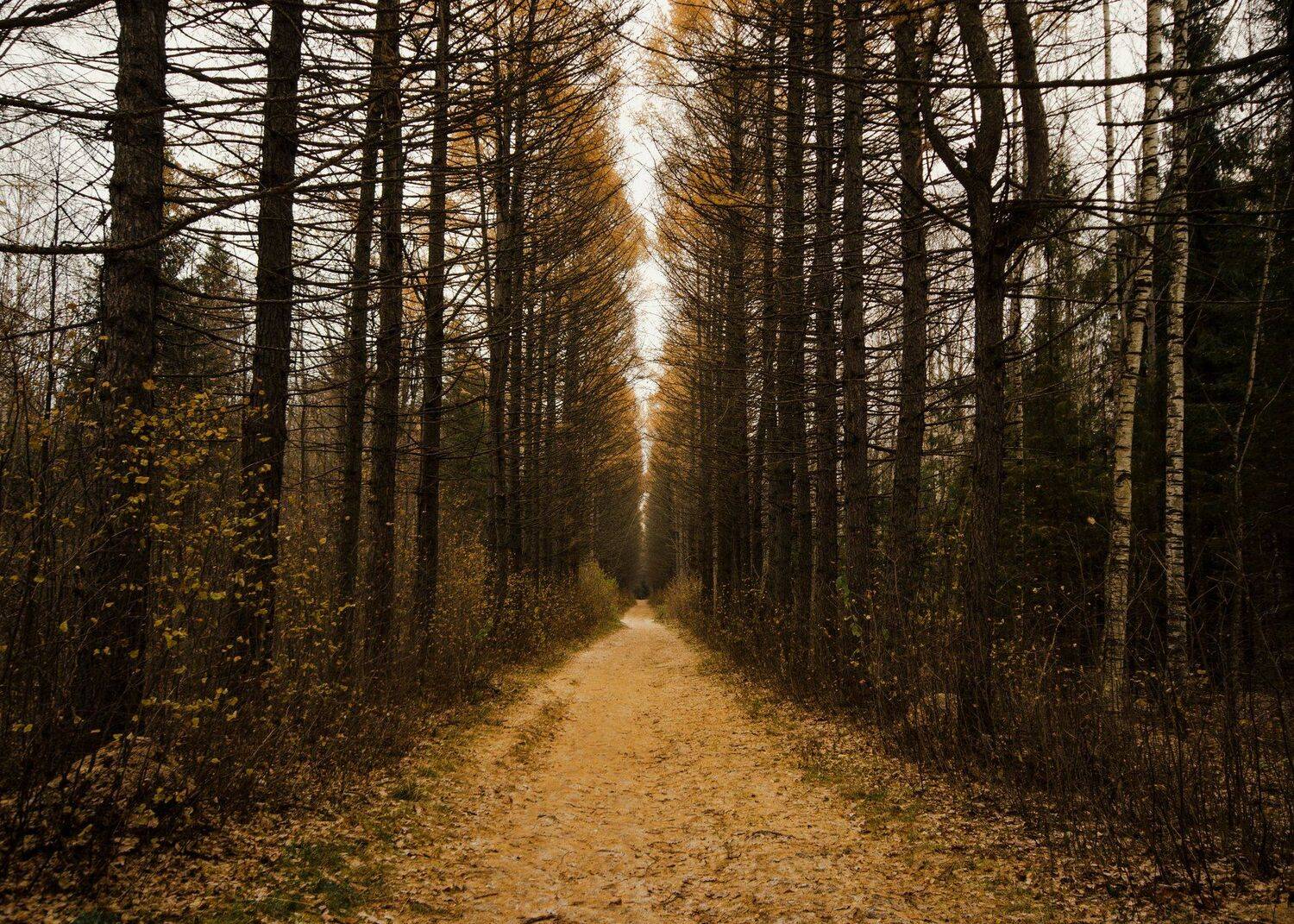 осень,парк,деревья, Карепанов Евгений