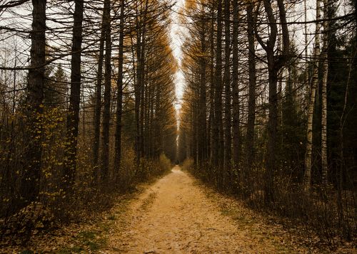 Дендропарк