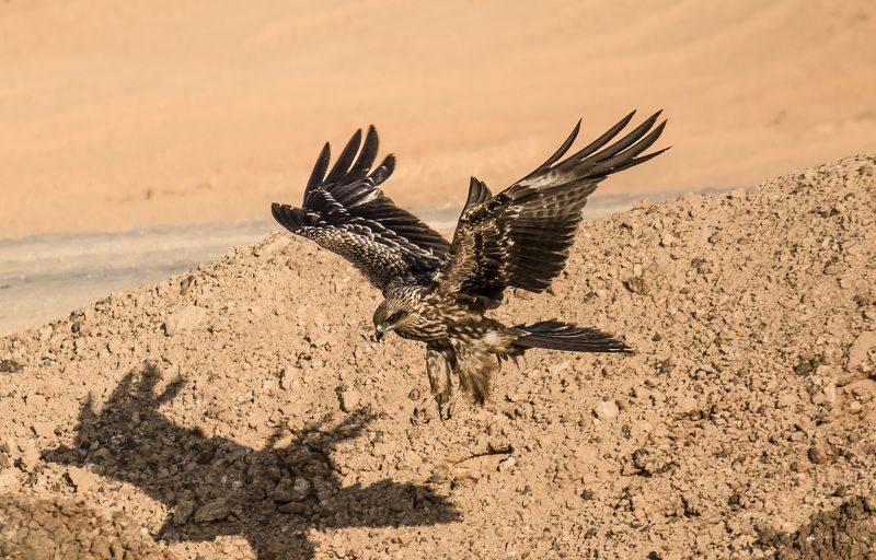 israel 2016 накрыть свою тень фото превью