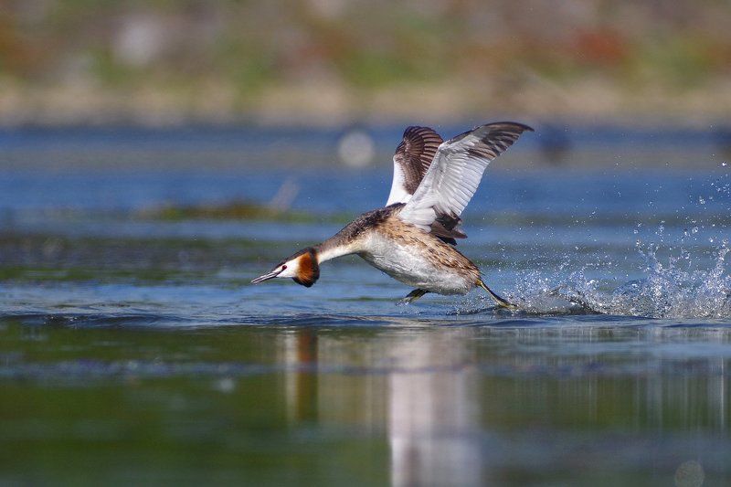 Бегун на воде фото превью