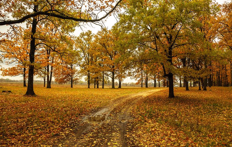 Дорога в Осень фото превью