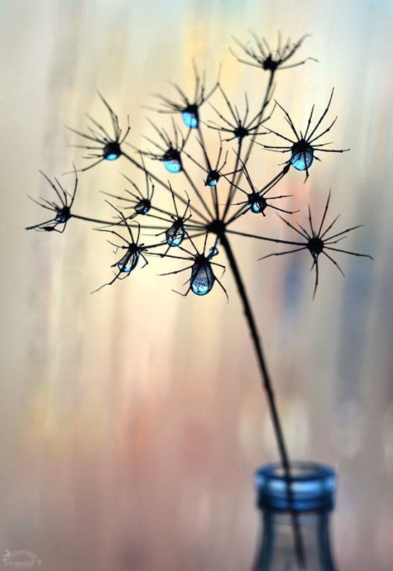 Pajączki фото превью