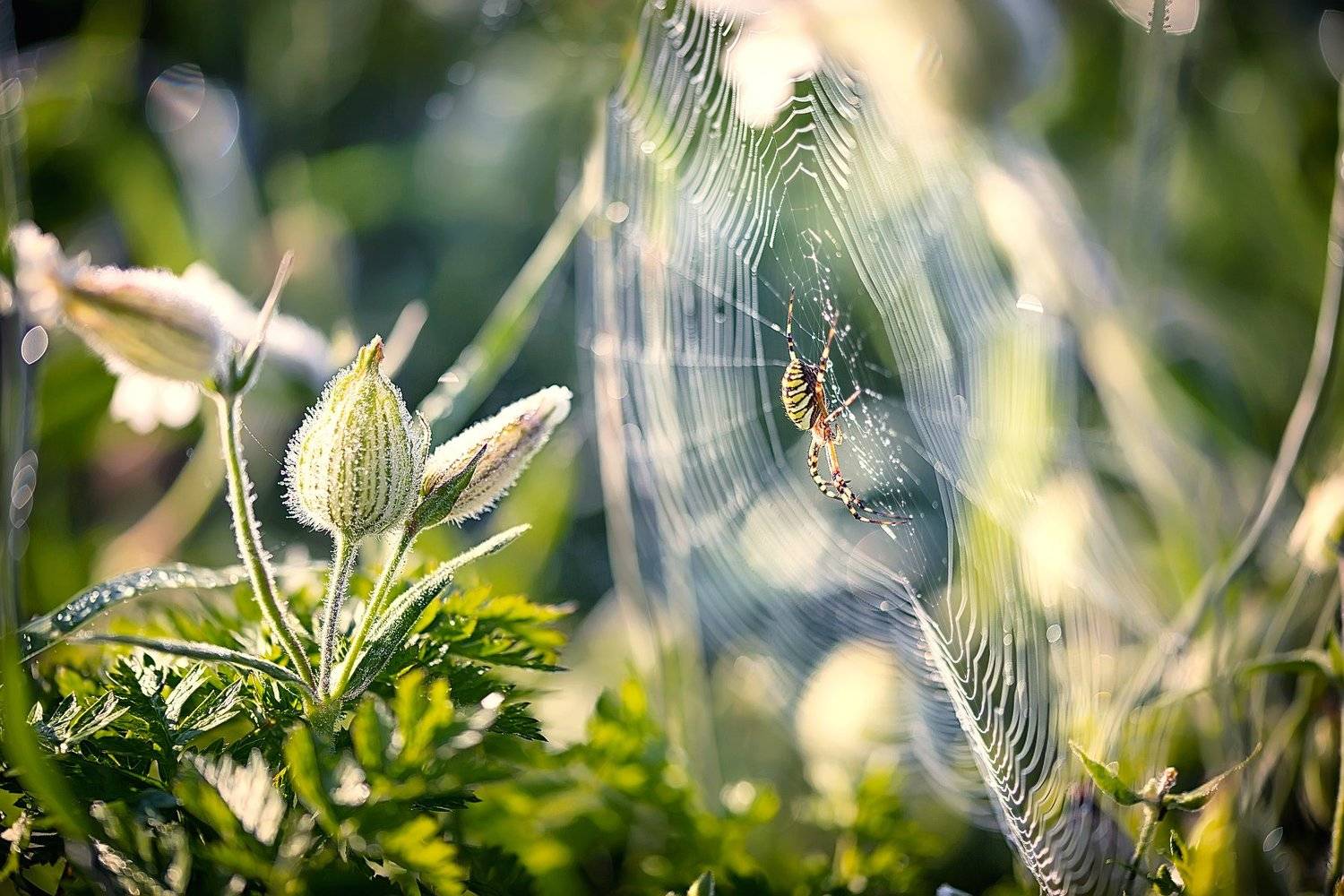 , Юлия Войнич