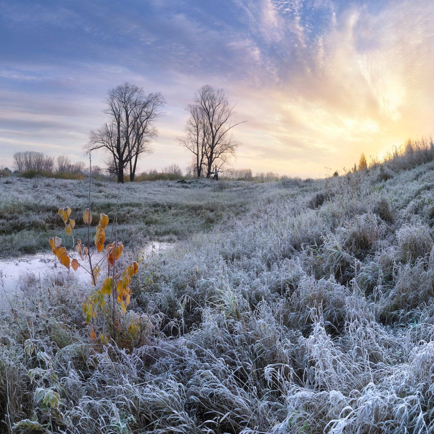 , Дмитрий Медянцев
