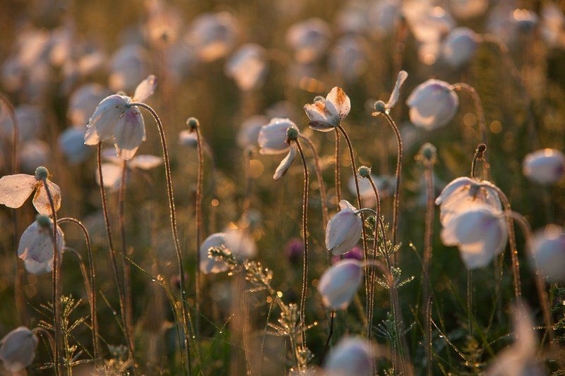 Анемоны, цветы, утро, солнечный свет, россия Анемоновое утро фото превью