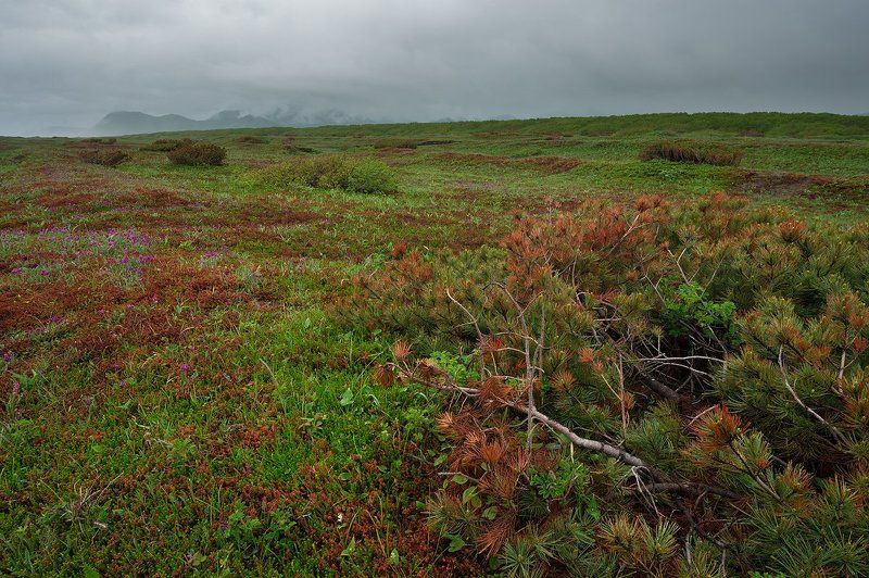 камчатка, тундра, берег, лето, кедрач, тихий, океан, побережье, халактырка, халактырскийпляж  фото превью