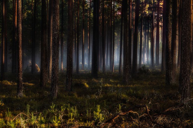 In the forest... фото превью