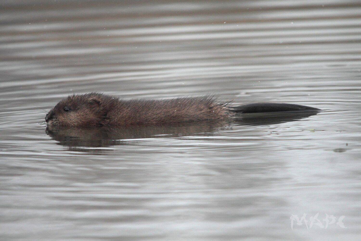 животные ондатра осень озеро лед, Шангареев Марс
