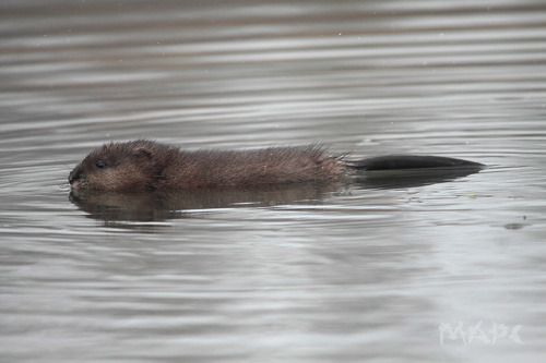 Юная ондатра 2