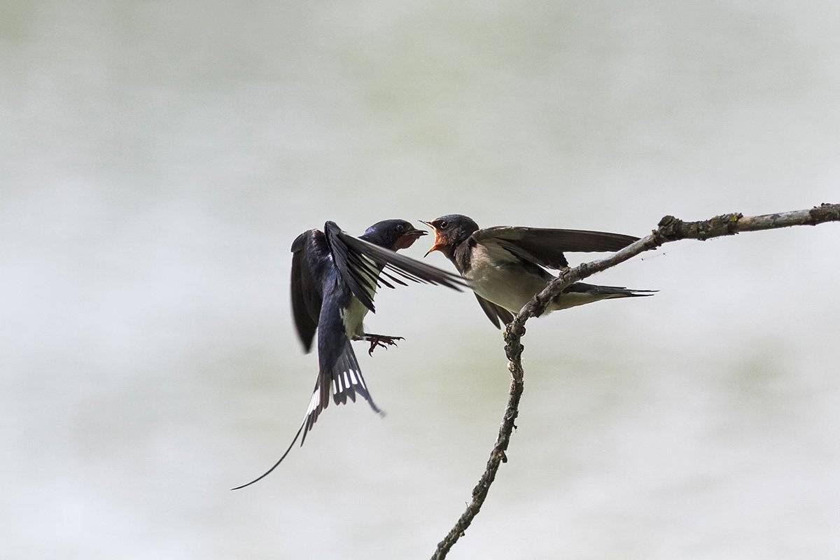ласточки, Наталья