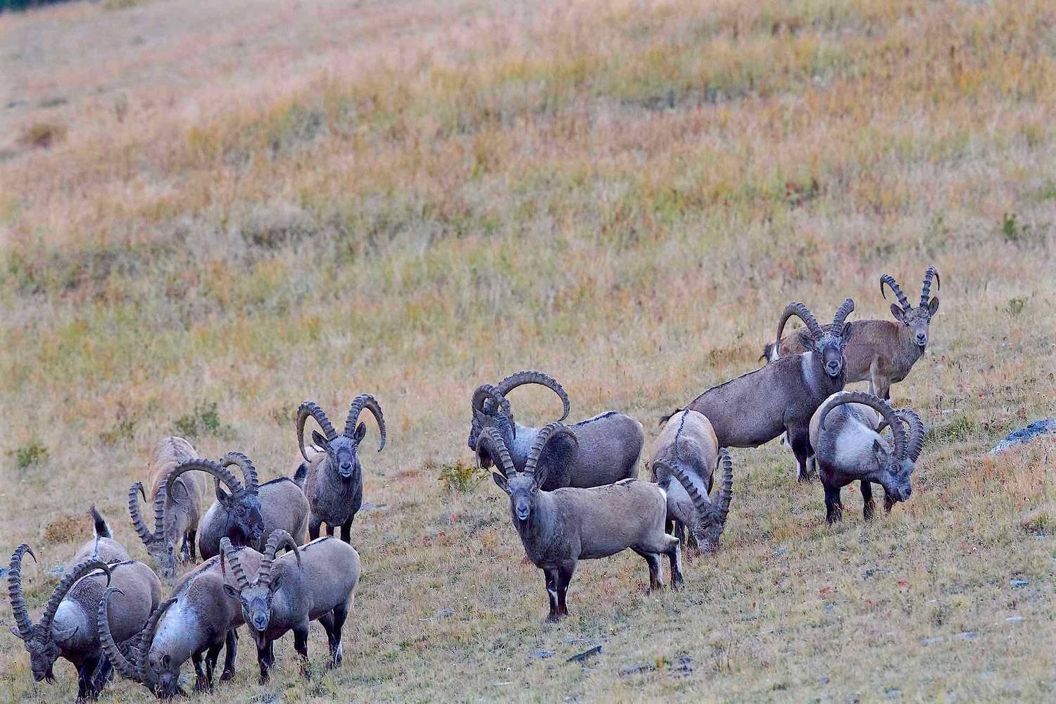 козероги,алтай,буртулдак,природа,осень,, Мазурин Евгений