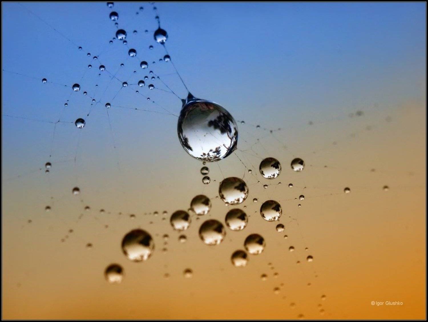 струны паутинка роса, Игорь Глушко