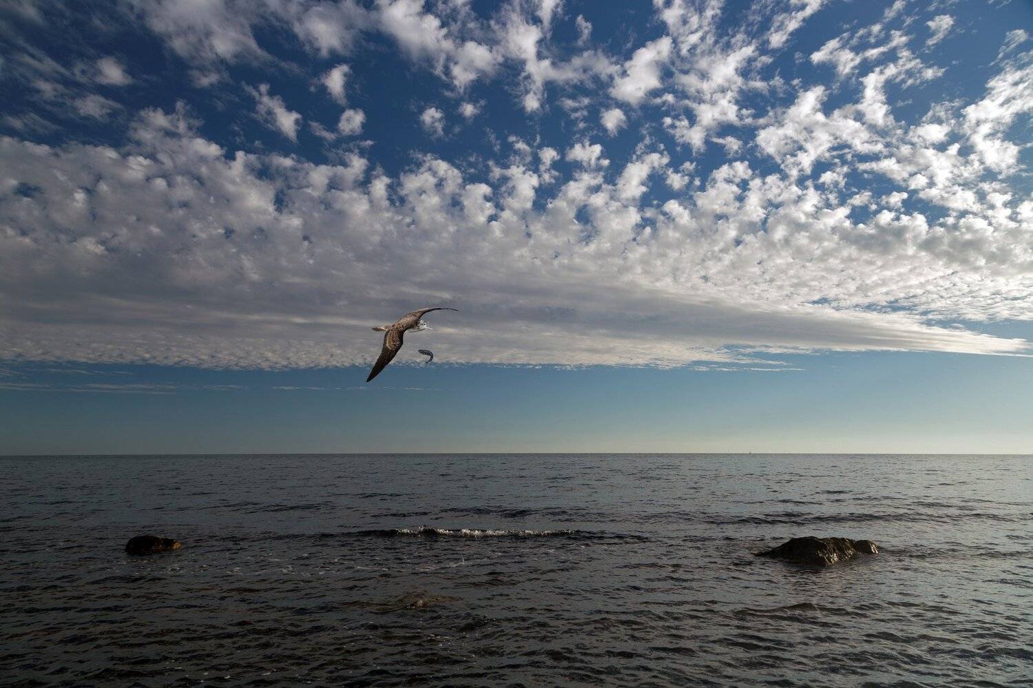 , Алексей Рыльский