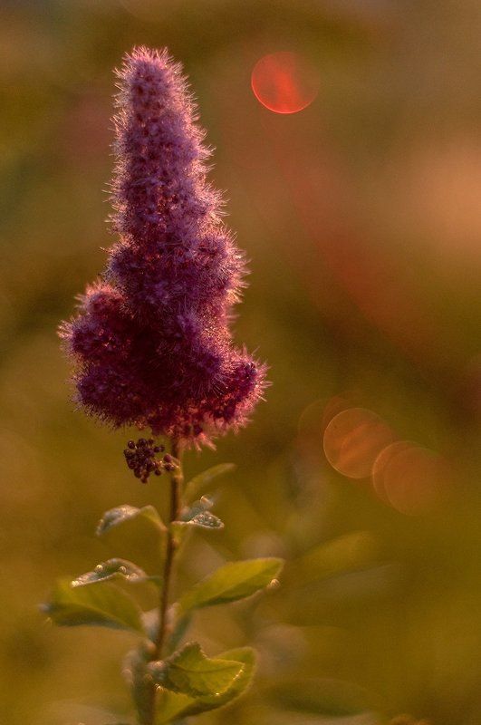 Цветок фото превью