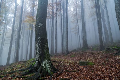 Fog in the forest in autumn