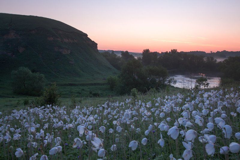 Россия, анемоны, цветы, утро, рассвет, солнечный свет, пейзаж, природа Анемоновое утро фото превью